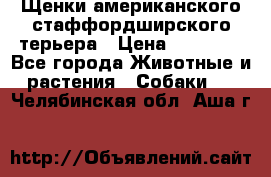 Щенки американского стаффордширского терьера › Цена ­ 20 000 - Все города Животные и растения » Собаки   . Челябинская обл.,Аша г.